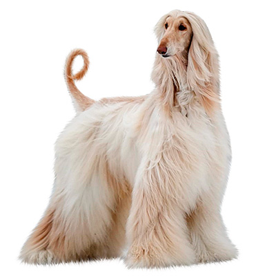 Афганський хорт (Афганська борза)