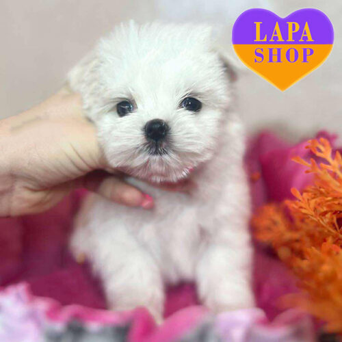 Белый мальчик породы мальтийская болонка Гриня