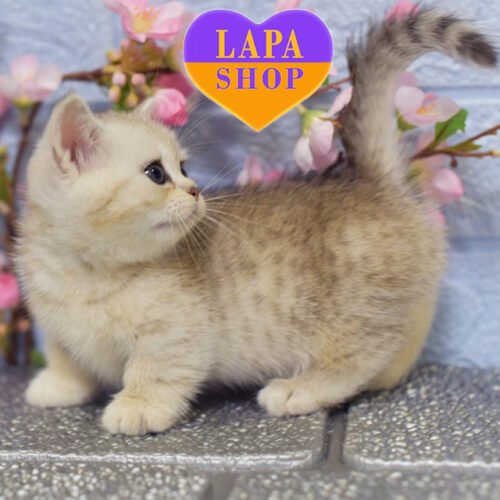 Ilana — очаровательная красавица породы менуэт