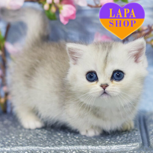 Милый котик породы менуэт Izya серебристого окраса