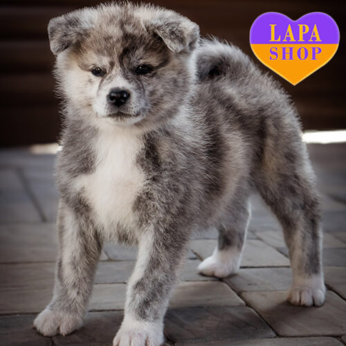 Чарівна красуня породи акіта-іну