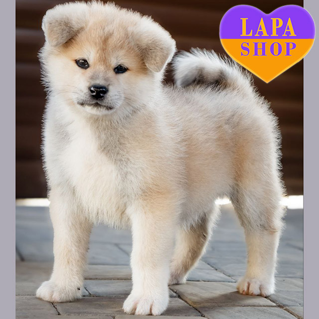 Japanese-Akita-Inu-01