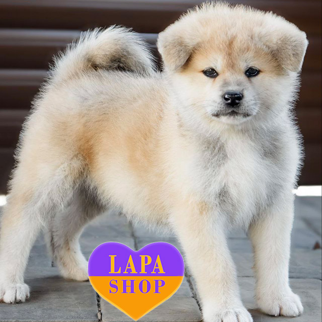 Japanese-Akita-Inu-02