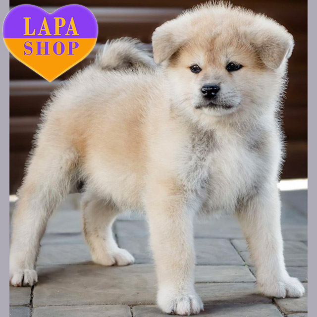 Japanese-Akita-Inu-03