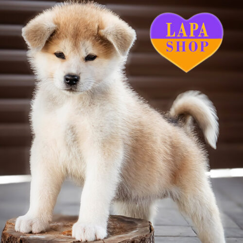 Красавец породы акита-ина рыжего окраса