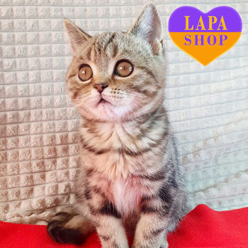 Hlopchyk — очень нежный шотландский котенок в роскошной мраморной шубке