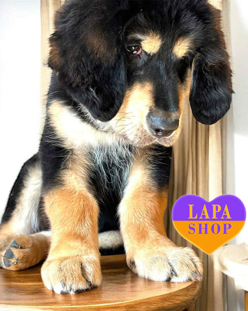 чорний тибетський мастиф