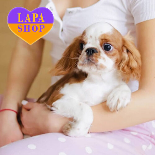 Величний красень породи кінг чарльз спаніель чекає на свою родину