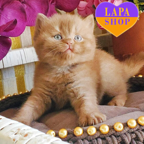 Elegant British Shorthair Lady Lana — For Breeding