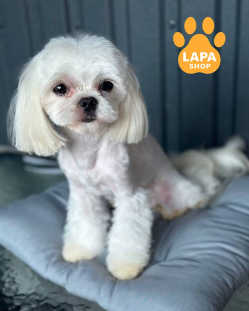 білий мальтезе