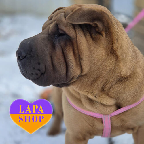 Laureline — очаровательная девочка породы шарпей ждет свою семью