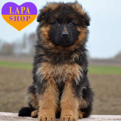 Lea — красавица породы немецкая овчарка длинношерстная