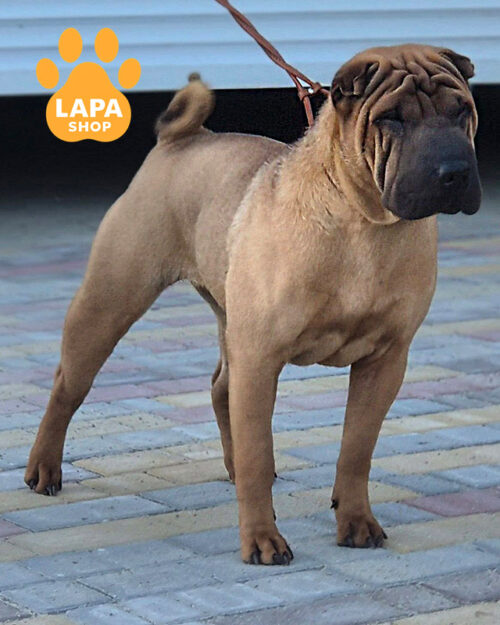 червоний шарпей