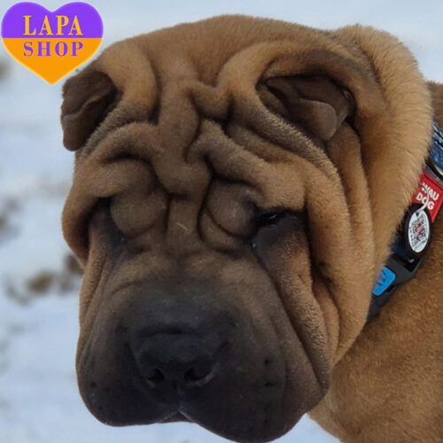 Loki – активный мальчик породы шарпей