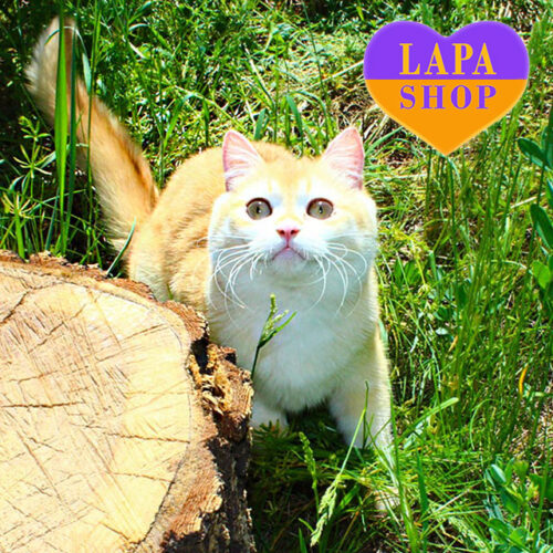 Очаровательный британский котик в шоколадно-золотой шубке Lotus