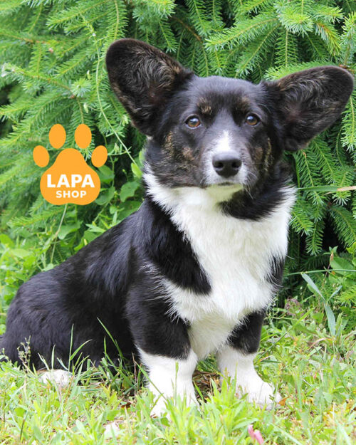 триколорний вельш-коргі кардіган