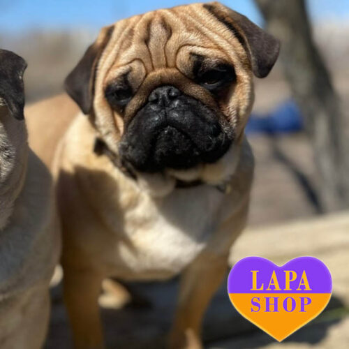 Magnetic – очаровательный мальчик породы мопс