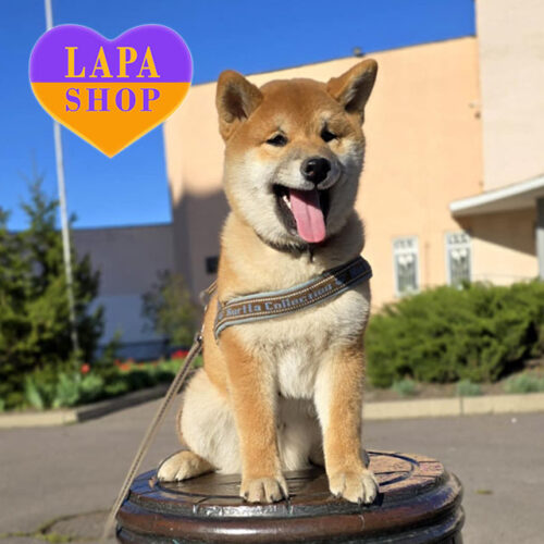 Невероятный красавец породы шиба-ину Makoto рыжего окраса