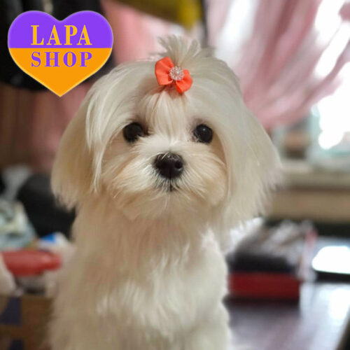 Элегантная леди породы мальтезе белого окраса