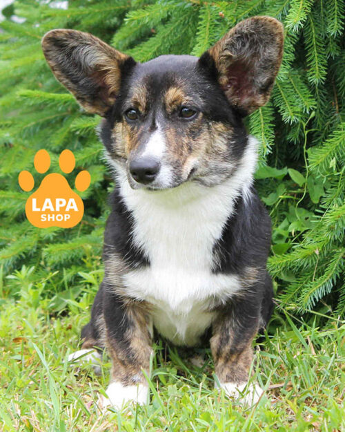 триколорний вельш-коргі кардіган