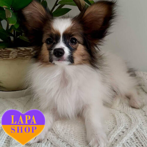 Marseilles Royale Fire - мальчик породы папильон