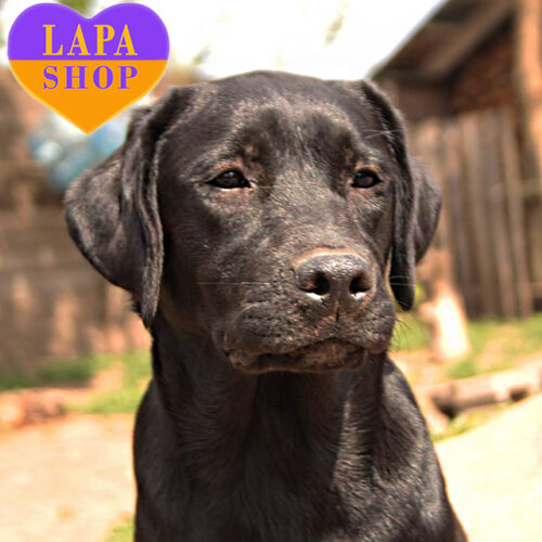 Мая – черная красавица породы лабрадор-ретривер
