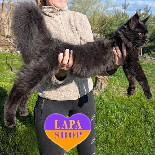 Мейн-кун Амальтея — граційна "пантерка" в розкішній чорній шубці з блакитним підшерстком