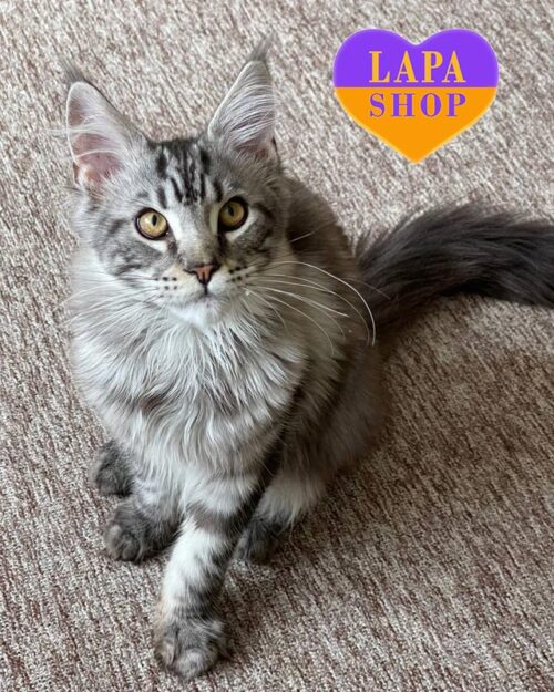 Armani — красавчик породы мейн-кун в голубо-мраморной шубке