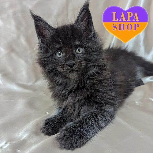 Очаровательный котенок породы мейн-кун в изысканной дымной шубке Brams