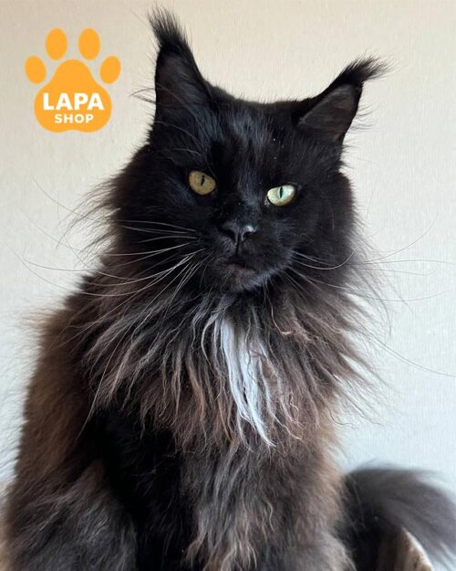 чорна кішка мейн-кун