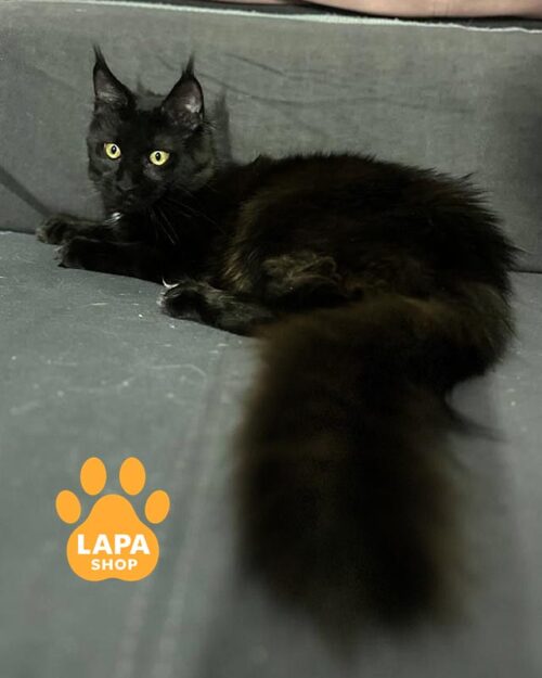 Красавица породы мейн-кун в черной шубке Cleopatra