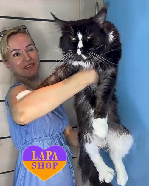 димно-білий мейн-кун