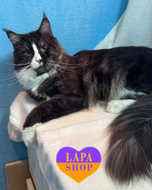 димно-білий мейн-кун