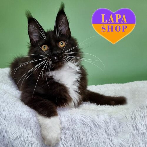 Красавица породы мейн-кун в роскошной черно-белой шубке Diana — ваша будущая любимица