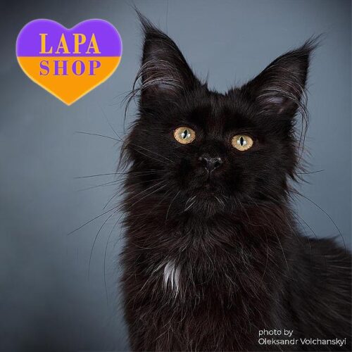 Котик породи мейн-кун в розкішній чорній шубці Duncan — ваш майбутній улюбленець