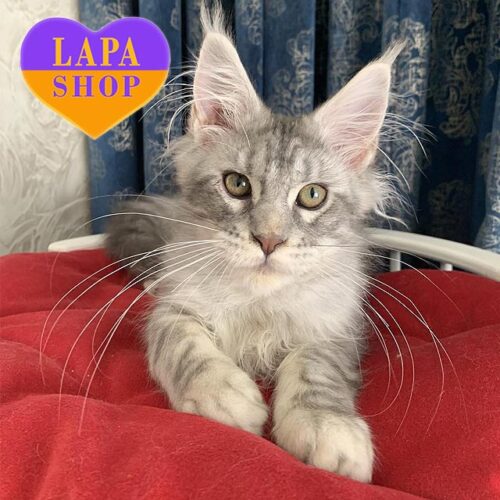 Erby is a Luxurious Silver Blue Maine Coon Kitten
