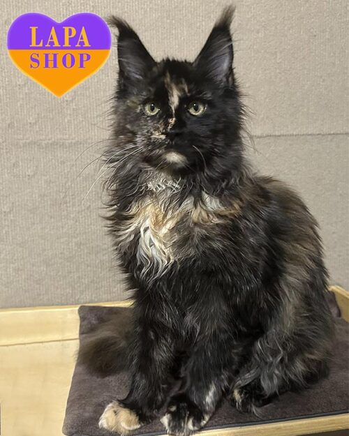 Feyeriya is a Graceful Maine Coon Kitty in a Luxurious Tortoiseshell Fur Coat