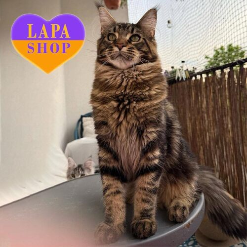 Крупный мейн-кун Fiery Fure с редкосным четким мраморным окрасом, который встречается нечасто — в разведение