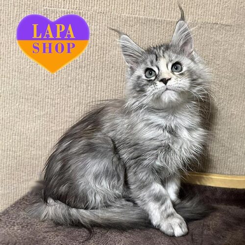 Мила кішечка породи мейн-кун в сріблясто-черепаховій шубці Flixa