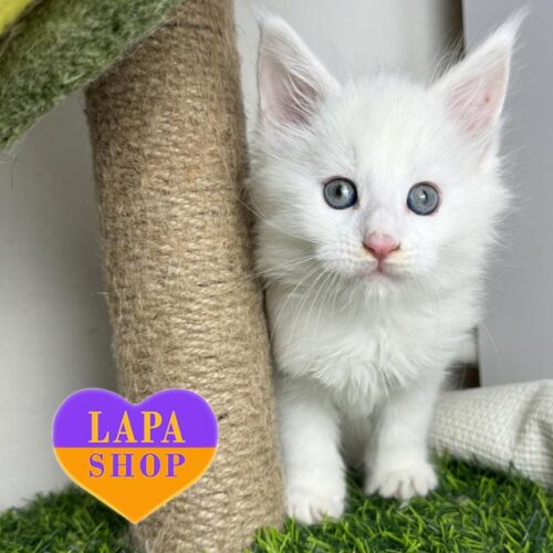 Cute Maine Coon Kitten in Luxurious Snow-White Fur Francois