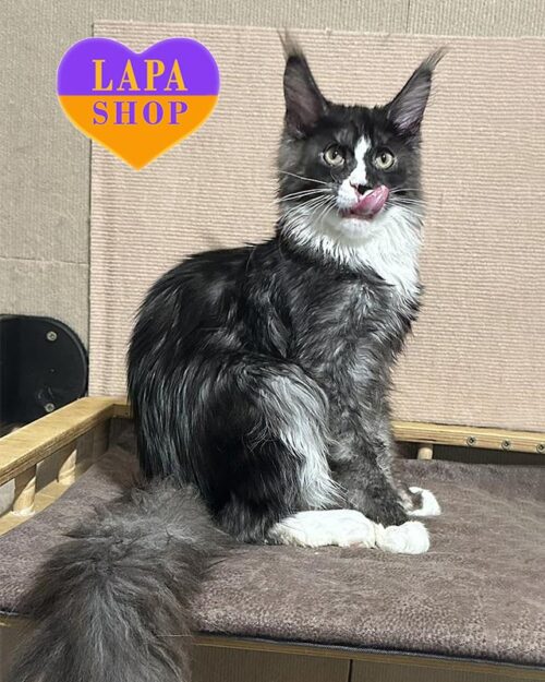 Frant — очаровательний котик породы мейн-кун