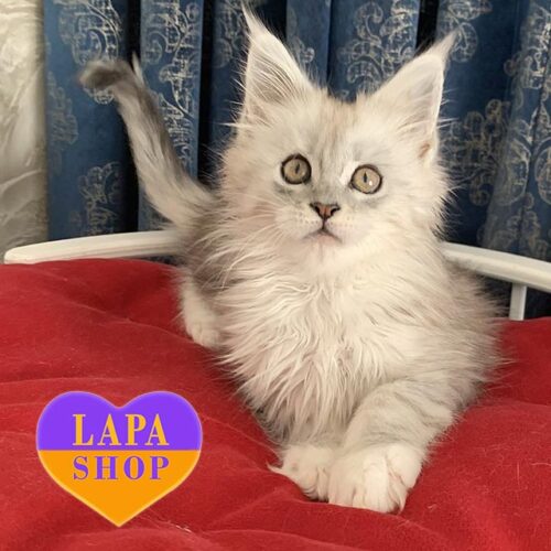 General — вишукане кошеня мейн-кун із ніжним сріблястим забарвлення