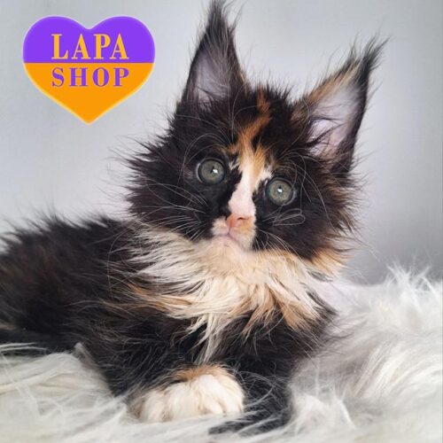 Graceful Maine Coon Kitty Georgia — For Breeding