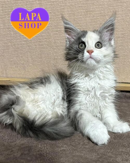 Gera — милая кошечка породы мейн-кун нежного окраса