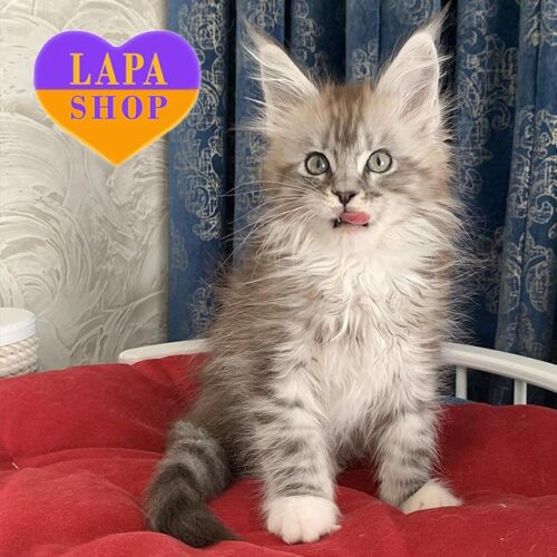 Красавчик породы мейн-кун Gilbert