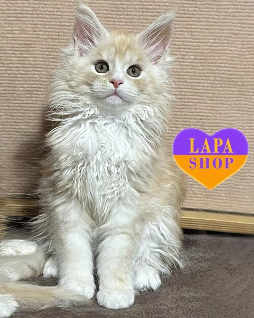 Очаровательный котенок породы мейн-кун в нежной шубке Glem