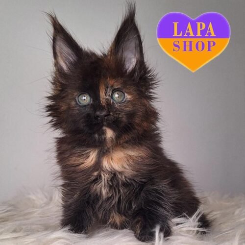 Elegant Maine Coon Kitty in a Tortoiseshell Fur Coat Gracia — For Breeding