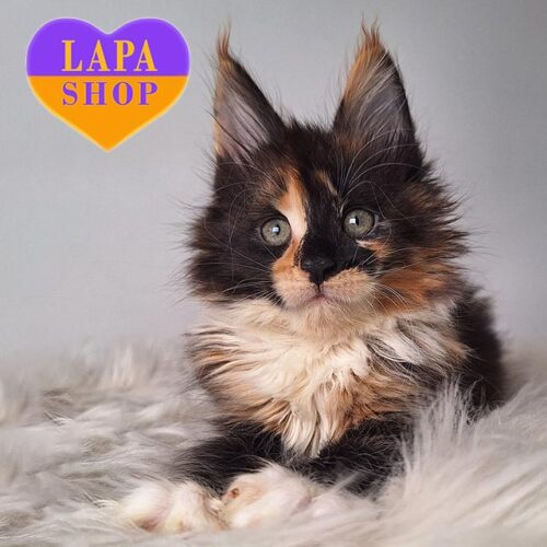 Cute Kitty in a Luxurious Tortoiseshell White Fur Coat Grafiti — For Breeding