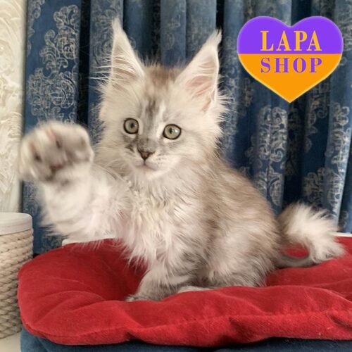 Чарівне кошеня мейн-кун в сріблястій шубці Gustavo