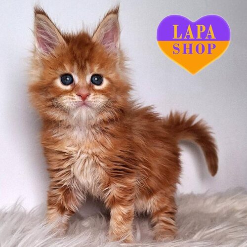 Cute Maine Coon Kitty in a Bright Red Fur Coat Hanna — For Breeding